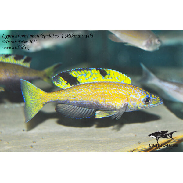 Cyprichromis microlepidotus Mikindu 49