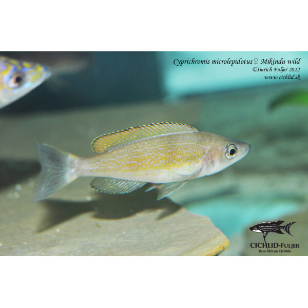 Cyprichromis microlepidotus Mikindu 5