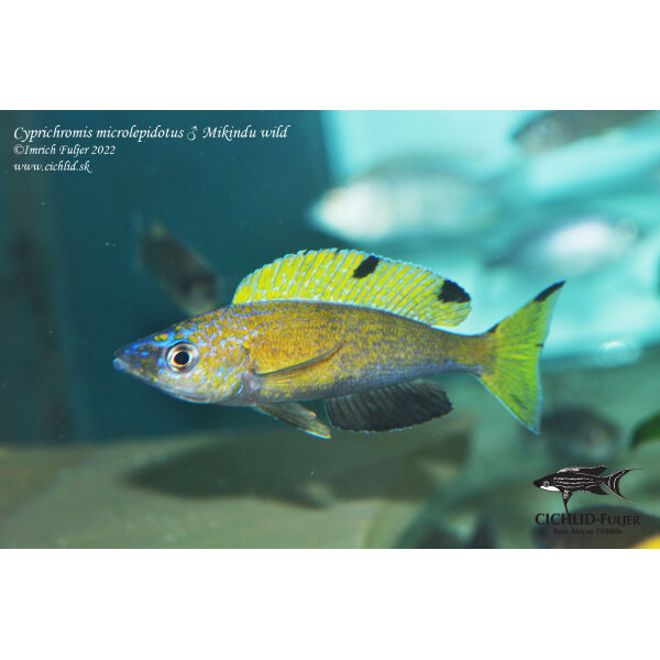 Cyprichromis microlepidotus Mikindu 7