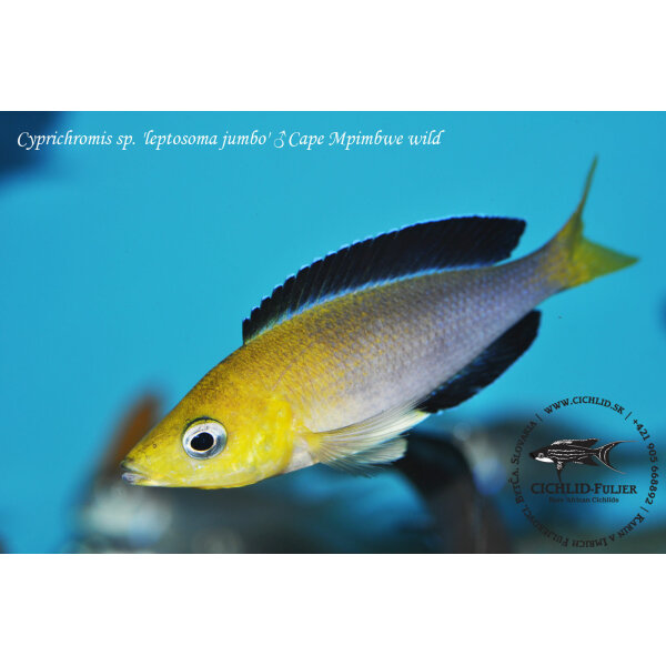 Cyprichromis sp