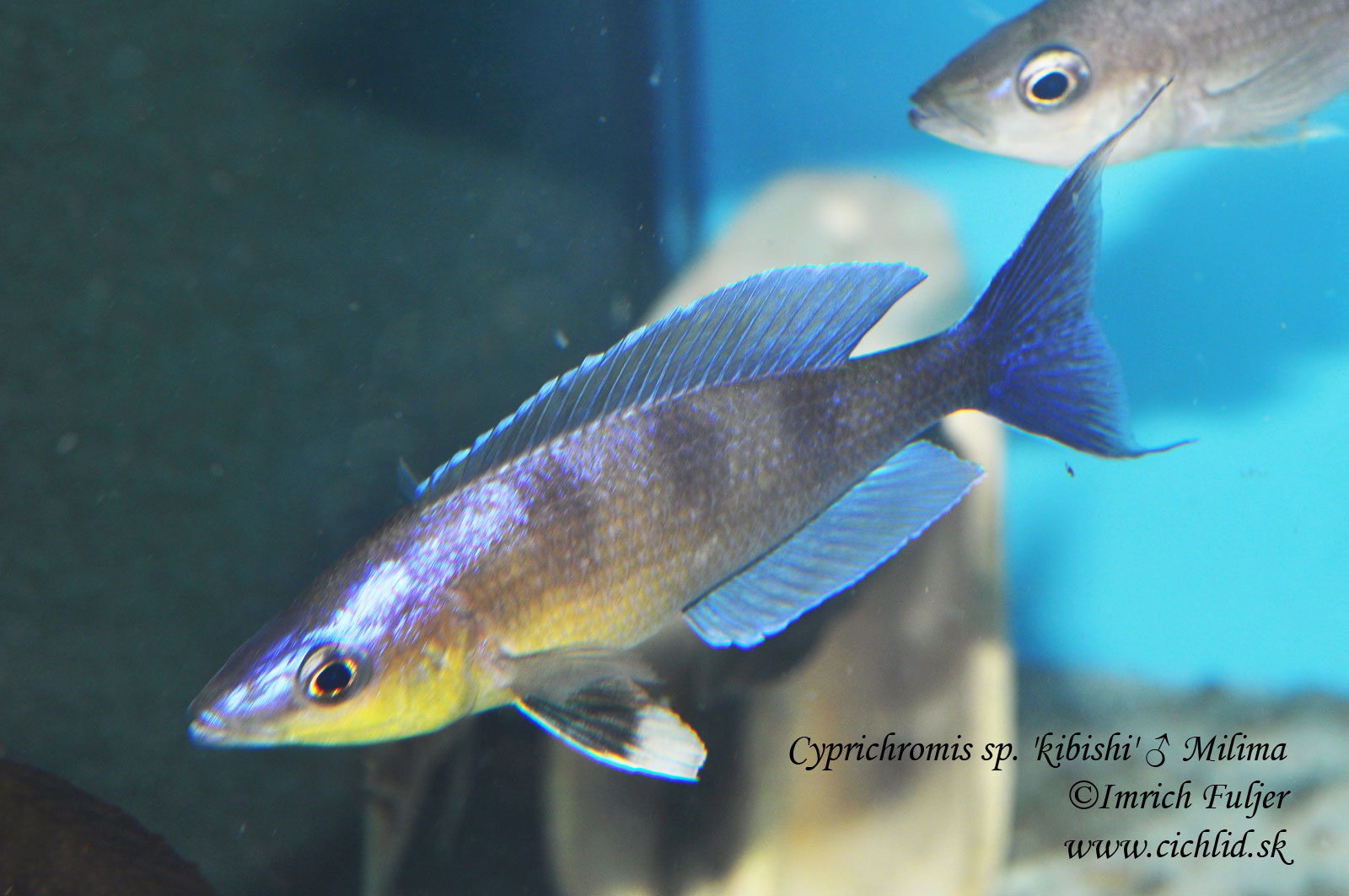 Cyprichromis sp. kibishi Milima 9