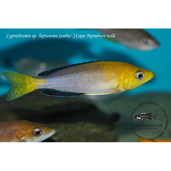 Cyprichromis sp. leptosoma jumbo Cape Mpimbwe 1