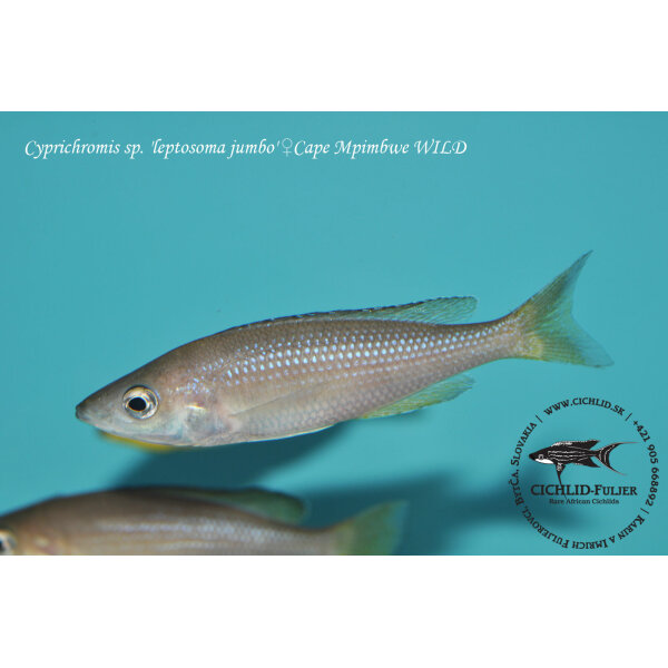 Cyprichromis sp. leptosoma jumbo Cape Mpimbwe 2