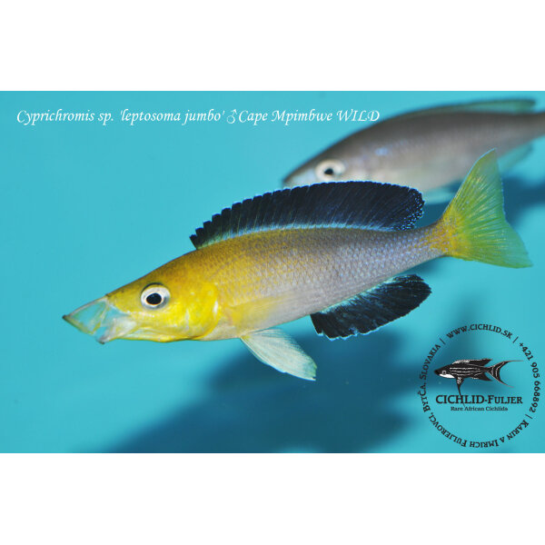 Cyprichromis sp. leptosoma jumbo Cape Mpimbwe 3
