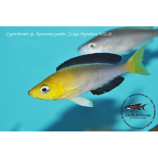 Cyprichromis sp. leptosoma jumbo Cape Mpimbwe 4