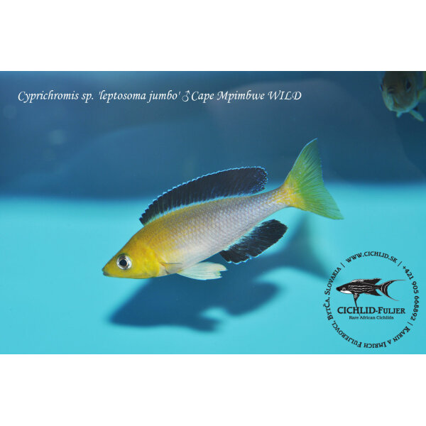 Cyprichromis sp. leptosoma jumbo Cape Mpimbwe 5