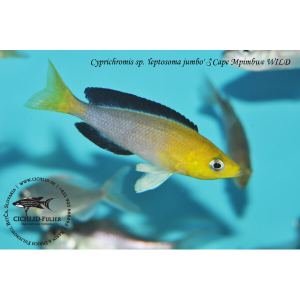 Cyprichromis sp. leptosoma jumbo Cape Mpimbwe 6