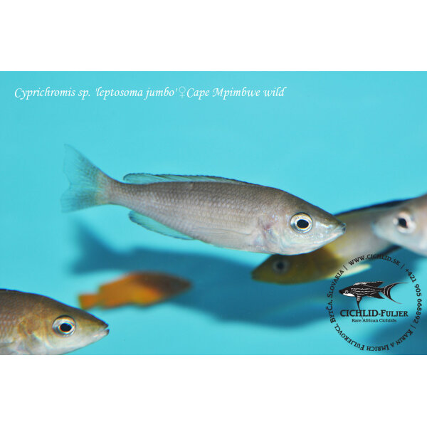 Cyprichromis sp. leptosoma jumbo Cape Mpimbwe 7