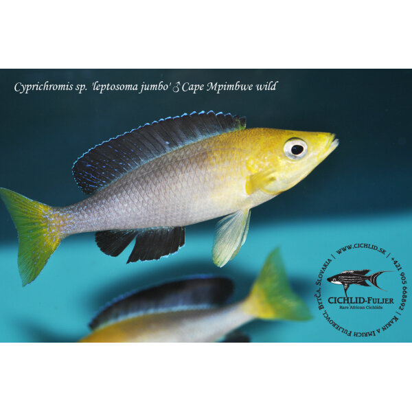 Cyprichromis sp. leptosoma jumbo Cape Mpimbwe 8