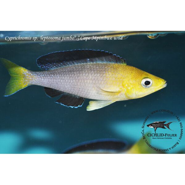 Cyprichromis sp. leptosoma jumbo Cape Mpimbwe 9