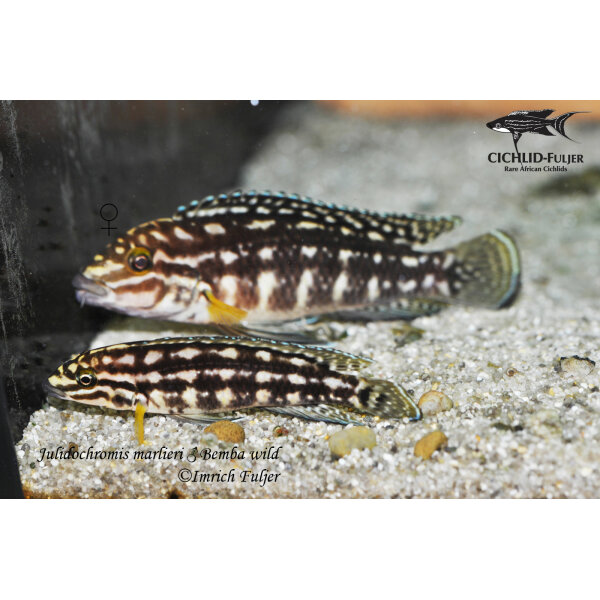 Julidochromis marlieri Bemba 2