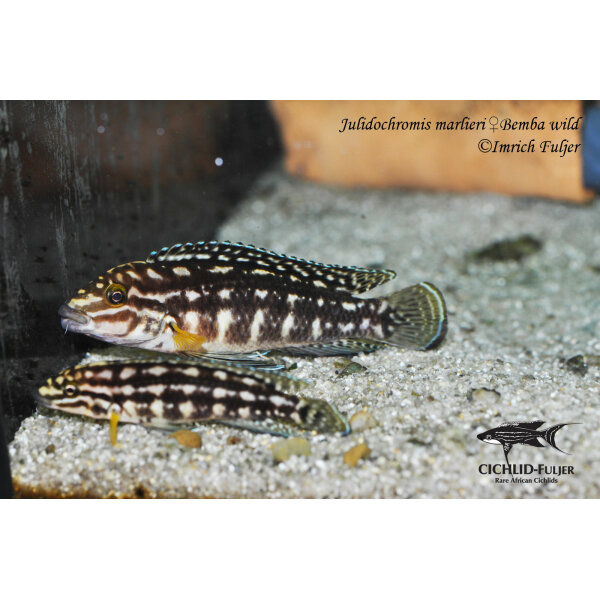 Julidochromis marlieri Bemba 3