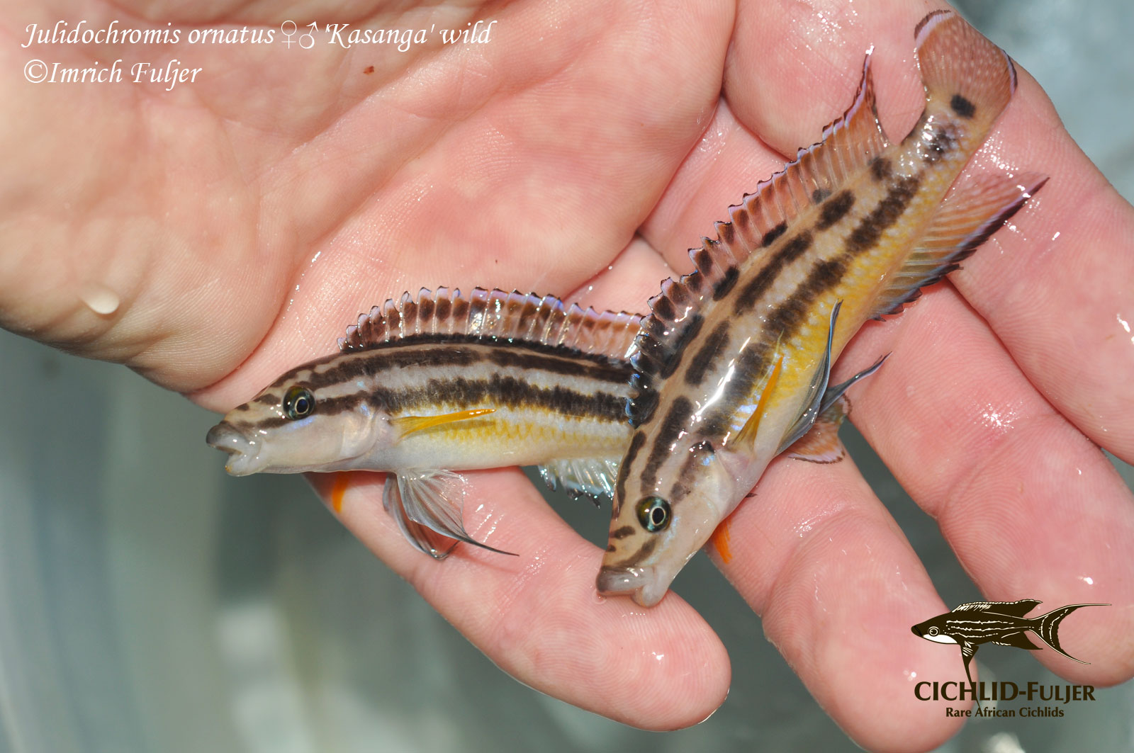 Julidochromis ornatus Kasanga 1