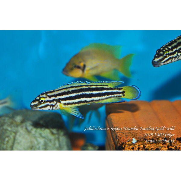 Julidochromis regani Nsumbu Sambia Gold 3
