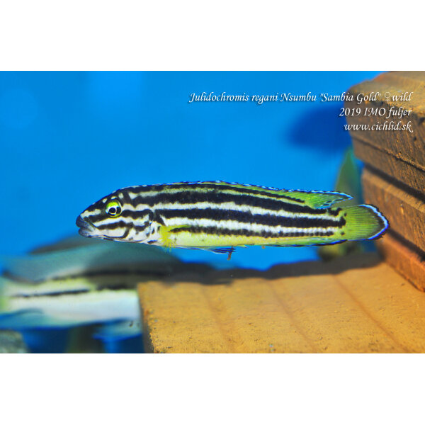 Julidochromis regani Nsumbu Sambia Gold 5