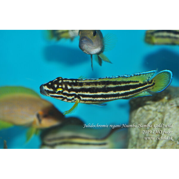 Julidochromis regani Nsumbu Sambia Gold 6