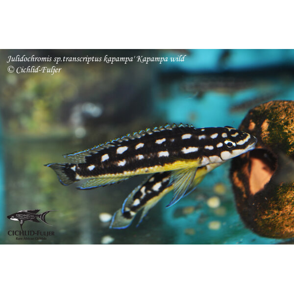 Julidochromis sp. transcriptus kapampa Kapampa 1