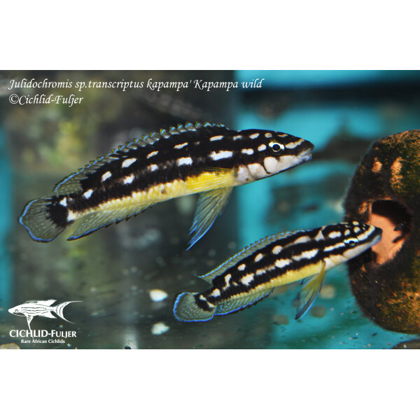 Julidochromis sp. transcriptus kapampa Kapampa 11