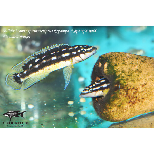 Julidochromis sp. transcriptus kapampa Kapampa 12
