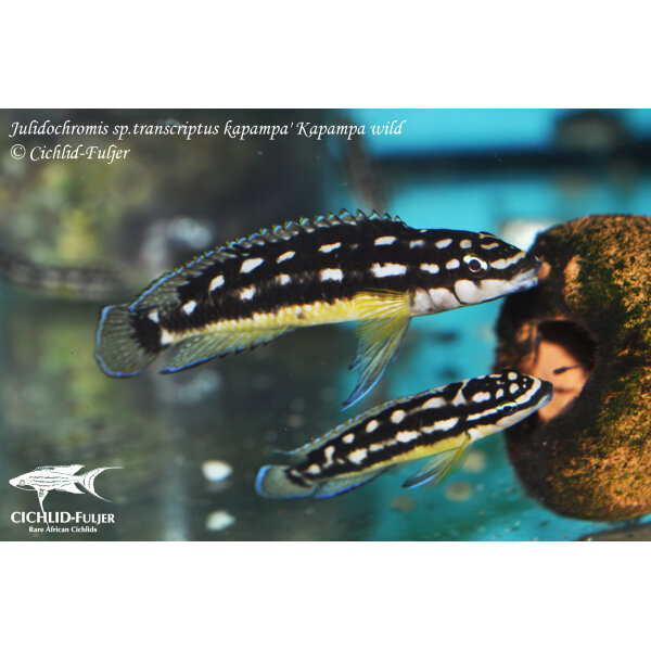 Julidochromis sp. transcriptus kapampa Kapampa 2