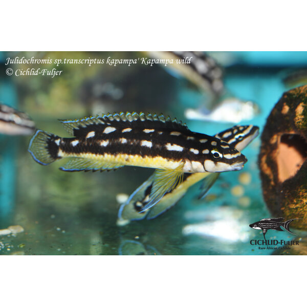 Julidochromis sp. transcriptus kapampa Kapampa 3
