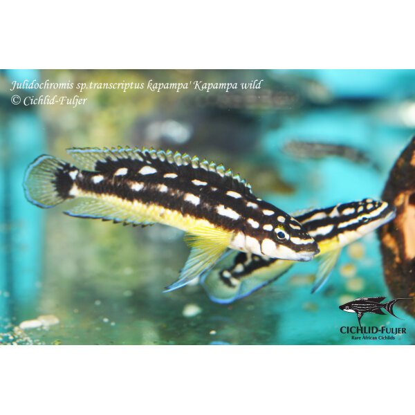 Julidochromis sp. transcriptus kapampa Kapampa 4