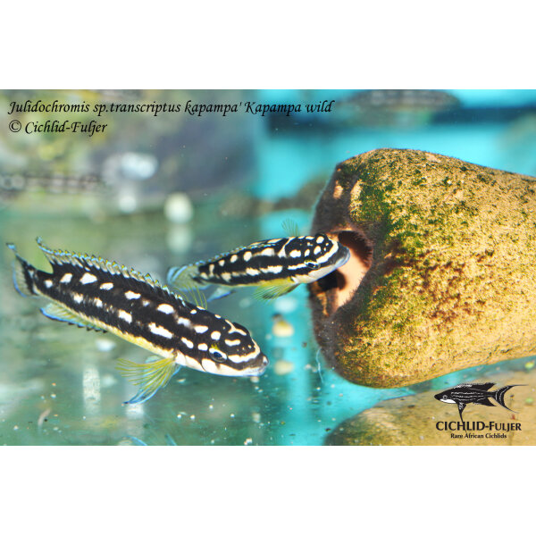 Julidochromis sp. transcriptus kapampa Kapampa 5