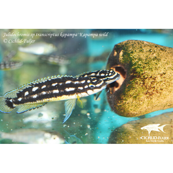 Julidochromis sp. transcriptus kapampa Kapampa 7