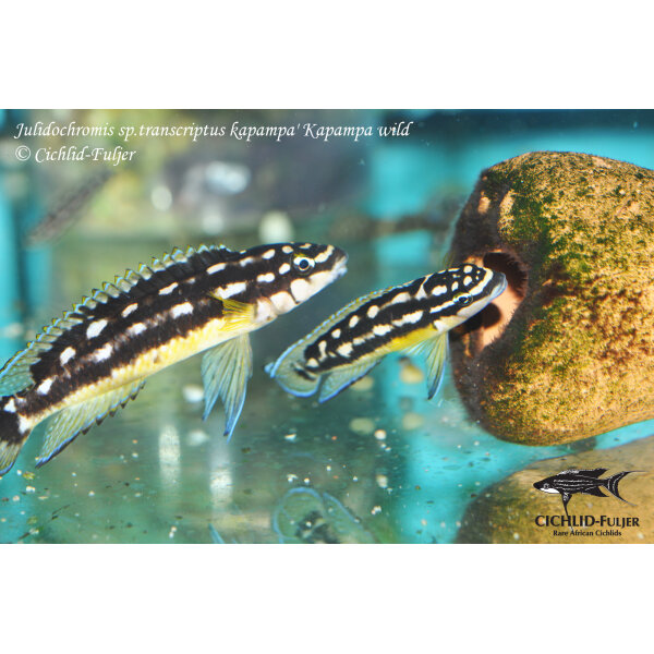 Julidochromis sp. transcriptus kapampa Kapampa 8