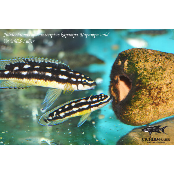 Julidochromis sp. transcriptus kapampa Kapampa 9