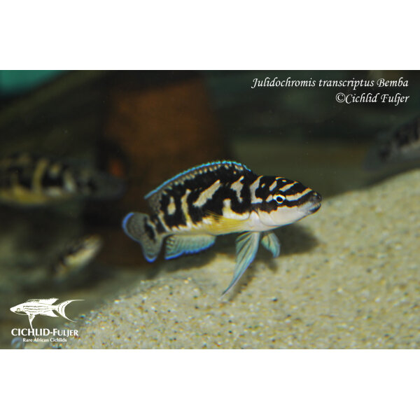 Julidochromis transcriptus Bemba 1