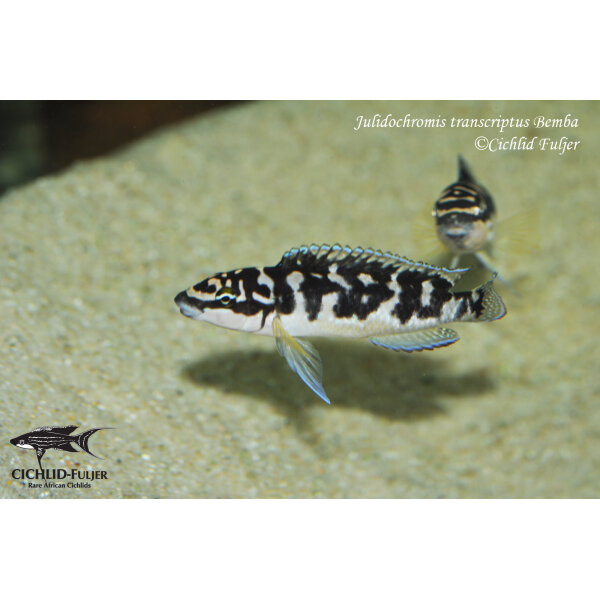 Julidochromis transcriptus Bemba 11