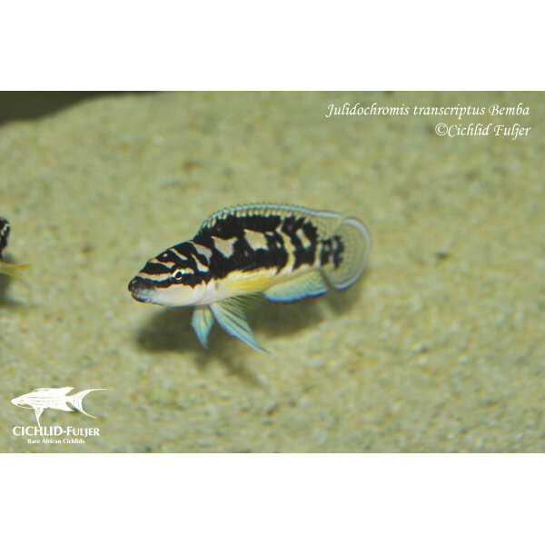 Julidochromis transcriptus Bemba 12