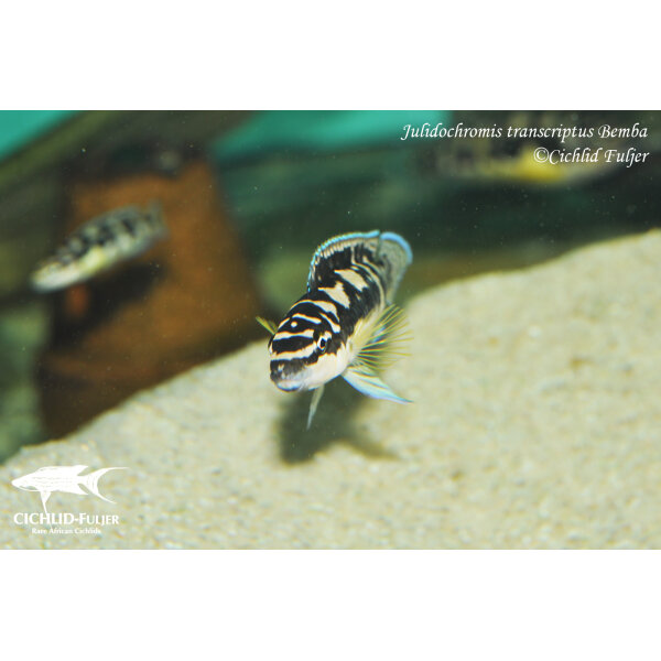 Julidochromis transcriptus Bemba 3