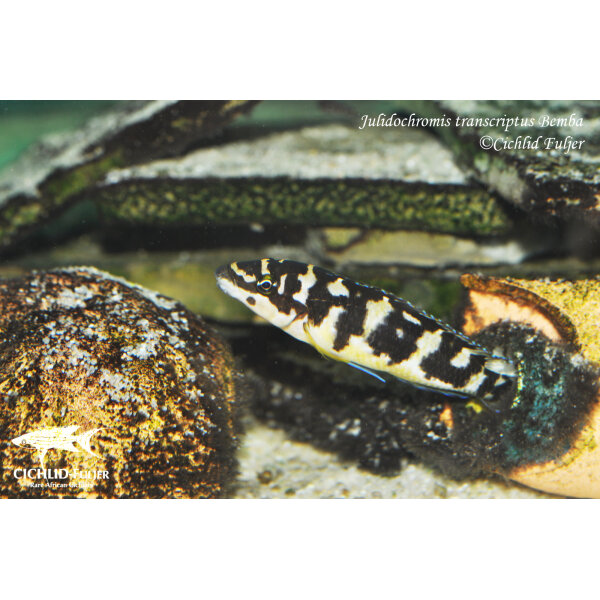 Julidochromis transcriptus Bemba 4
