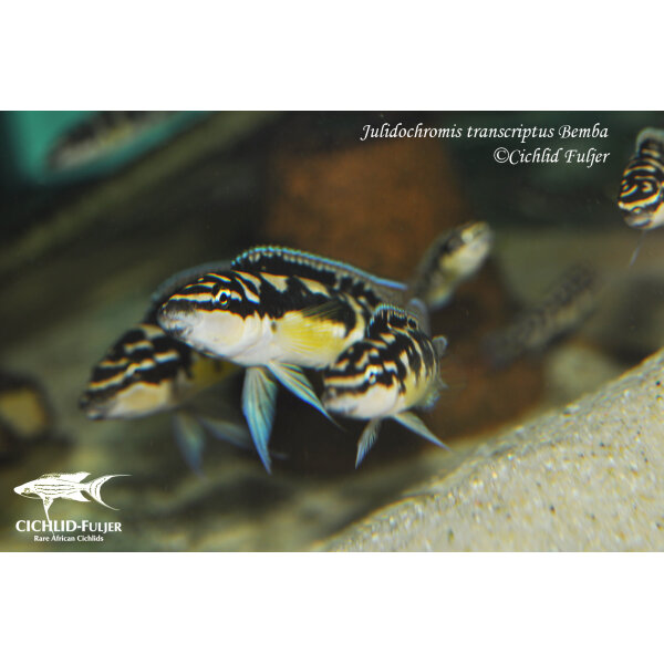 Julidochromis transcriptus Bemba 6