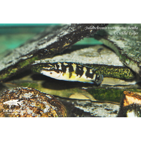 Julidochromis transcriptus Bemba 7