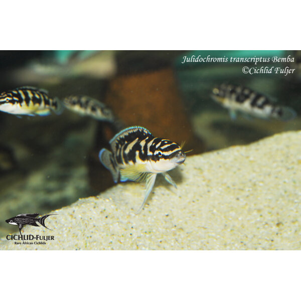 Julidochromis transcriptus Bemba 8