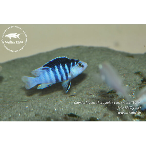 Labidochromis chizumulae Chizumulu WF 1