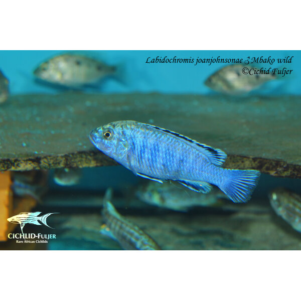 Labidochromis joanjohnsonae Mbako 14