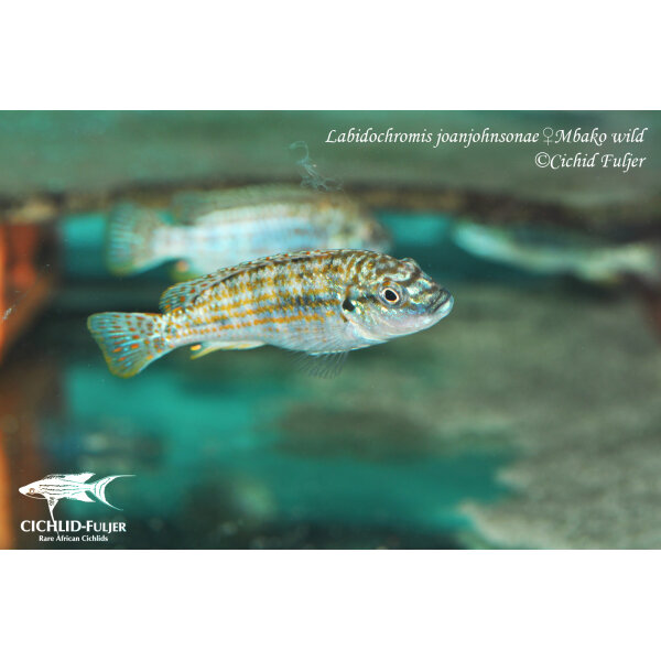 Labidochromis joanjohnsonae Mbako 15