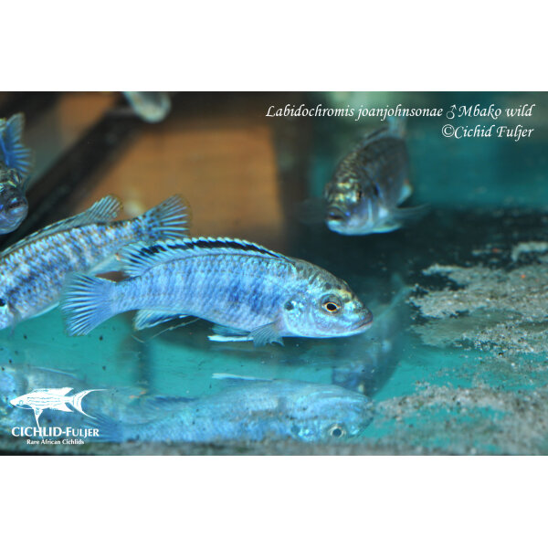 Labidochromis joanjohnsonae Mbako 2