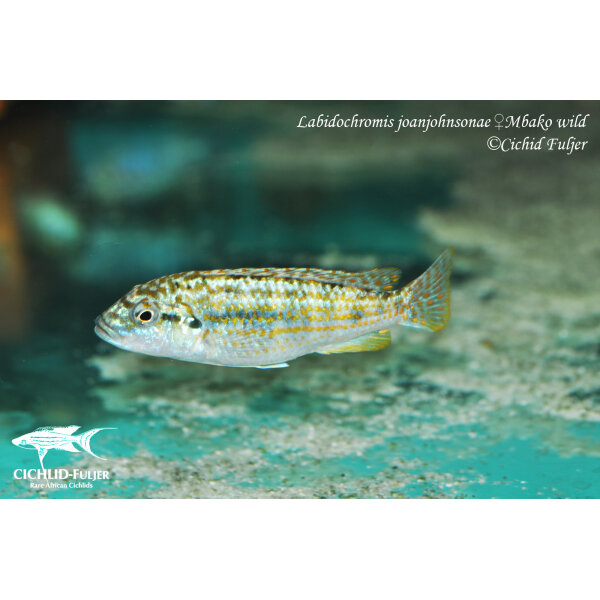 Labidochromis joanjohnsonae Mbako 3
