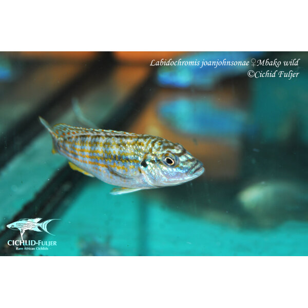 Labidochromis joanjohnsonae Mbako 4