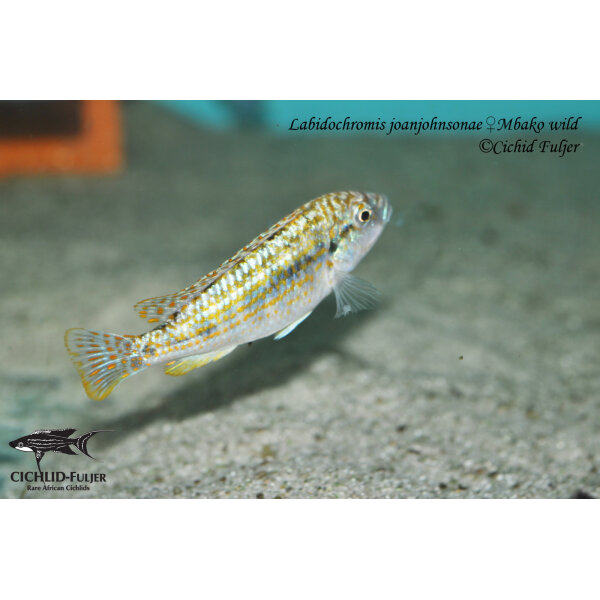 Labidochromis joanjohnsonae Mbako 7