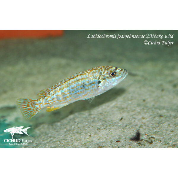 Labidochromis joanjohnsonae Mbako 8