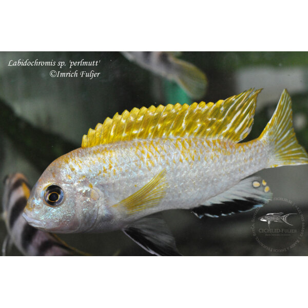 Labidochromis sp. perlmutt 2