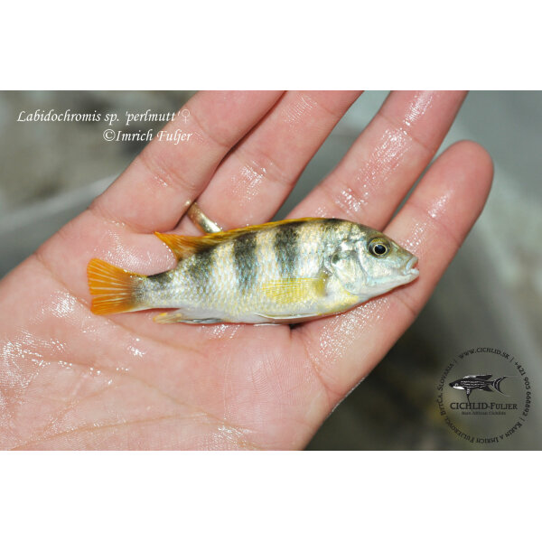 Labidochromis sp. perlmutt 4