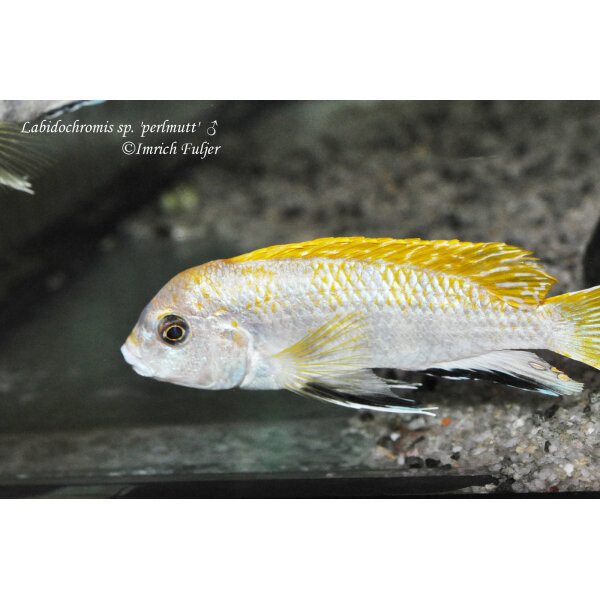 Labidochromis sp. perlmutt 5