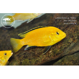 Labidochromis yellow